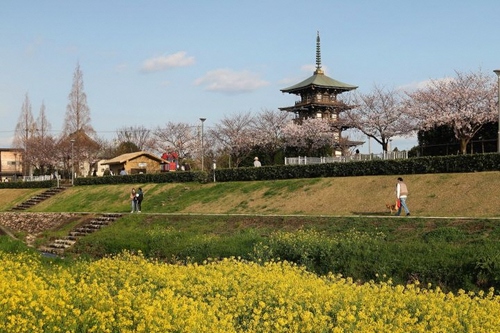 東播磨のお花見スポット紹介～播磨町編～ 