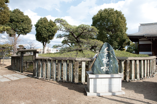 手枕の松(住吉神社)