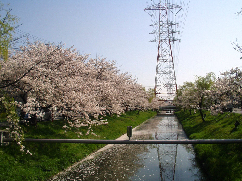 鹿島川の桜