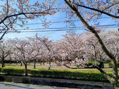 東播磨のお花見スポット紹介～稲美町編～