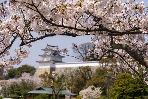 東播磨のお花見スポット紹介～明石市編～ 