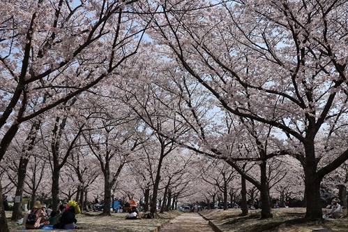 さくらの森公園